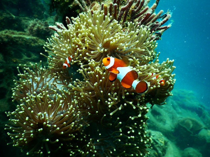 Top 5 Low-Maintenance Freshwater Fish for Beginners