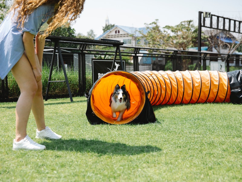 Pet Training