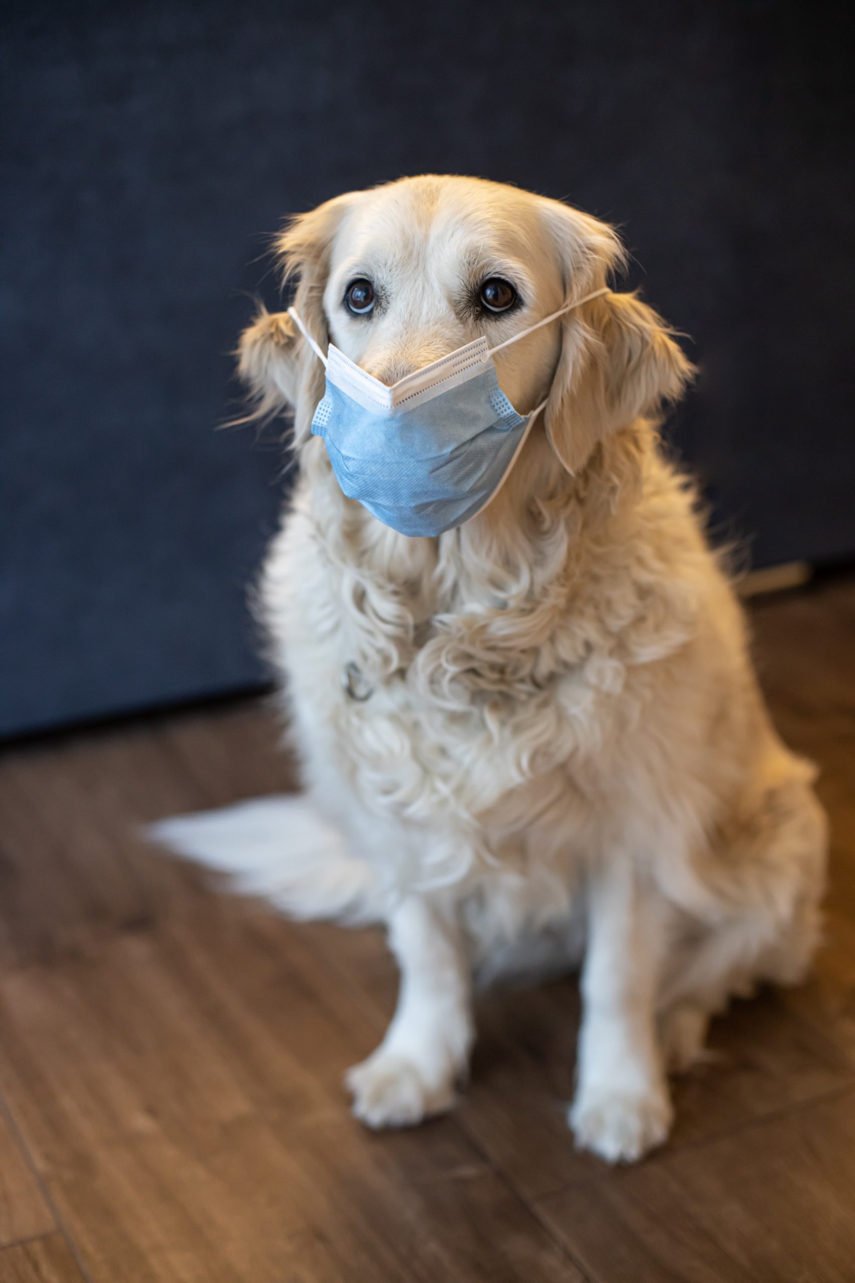 The Importance of Dog Parks