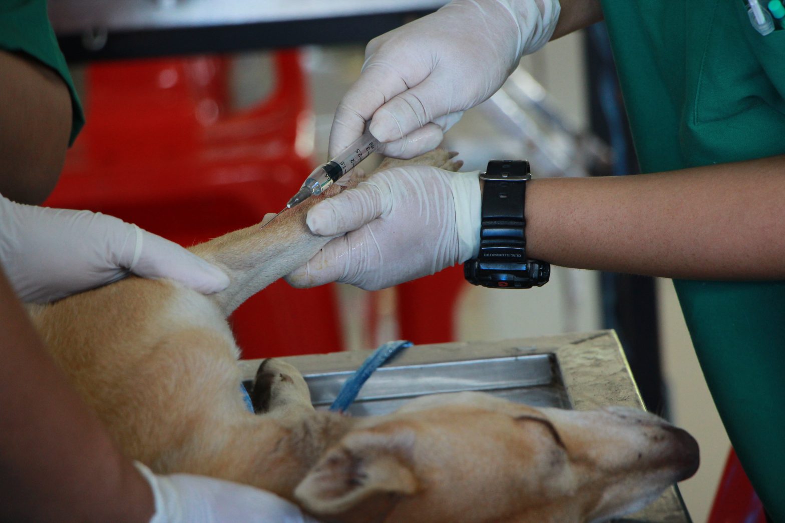 The Top Five Benefits of Using a Veterinary Hospital’s Pet Boarding Service